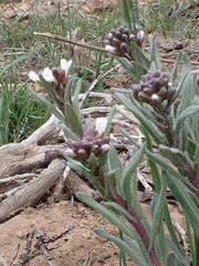 Arabis nuttallii