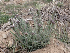 Arabis nuttallii