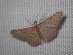 Idaea inversata