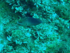 Hypoplectrus randallorum