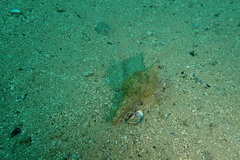 Fasciolariidae