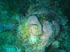 Elacatinus illecebrosus