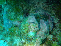 Elacatinus illecebrosus