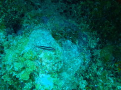 Elacatinus illecebrosus