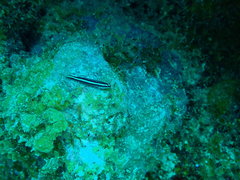 Elacatinus illecebrosus