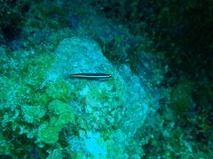 Elacatinus illecebrosus