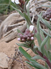 Arabis nuttallii