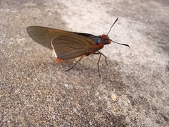 Pyrrhopygopsis socrates