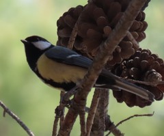 Parus major