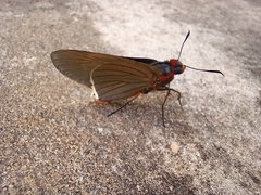 Pyrrhopygopsis socrates