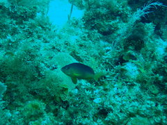 Hypoplectrus aberrans