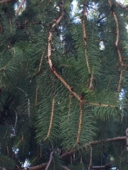 Picea smithiana