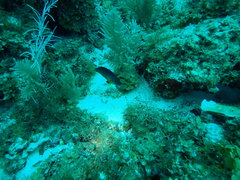 Hypoplectrus aberrans