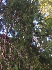 Picea smithiana