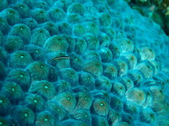 Elacatinus illecebrosus