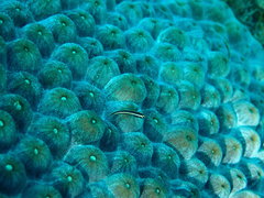 Elacatinus illecebrosus