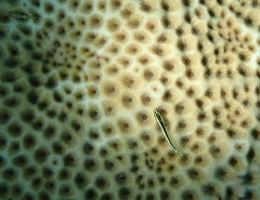 Elacatinus illecebrosus