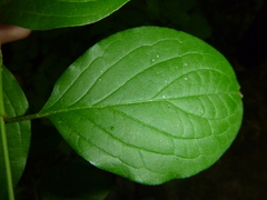 Cornus sanguinea