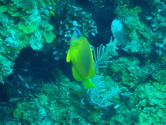 Hypoplectrus gummigutta