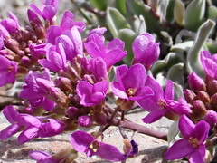 Phoenicaulis cheiranthoides