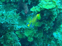 Hypoplectrus gummigutta