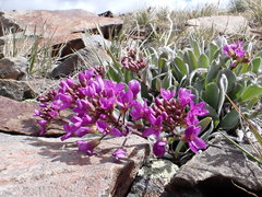 Phoenicaulis cheiranthoides