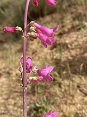 Penstemon confusus