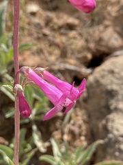 Penstemon confusus