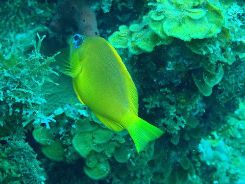 Golden hamlet (Hypoplectrus gummigutta) — Serranidae — 4