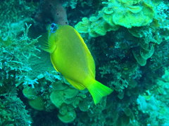 Hypoplectrus gummigutta