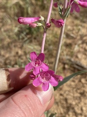 Penstemon confusus