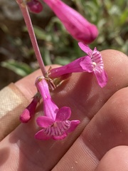 Penstemon confusus