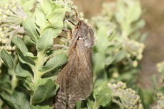Abantiades argentata