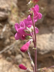 Penstemon confusus