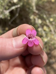 Penstemon confusus