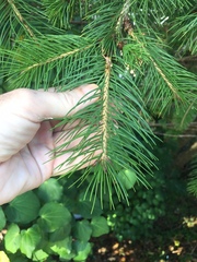 Picea smithiana