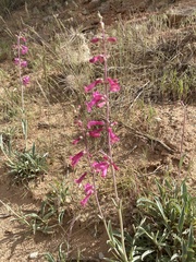 Penstemon confusus