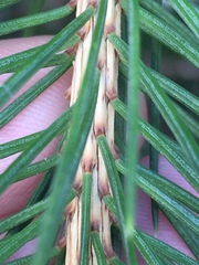 Picea smithiana