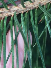 Picea smithiana