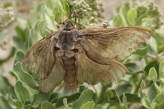 Abantiades argentata