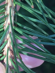 Picea smithiana