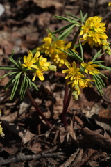 Gymnospermium altaicum