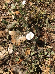 Calystegia occidentalis