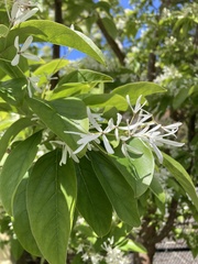 Chionanthus retusus