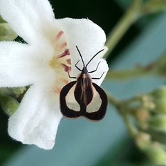 Eurypharsa nobilis