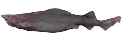 False Catshark