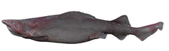 False Catshark photo 2