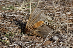 Abantiades argentata