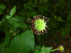 Geum urbanum