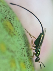 Sycoscapter australis
